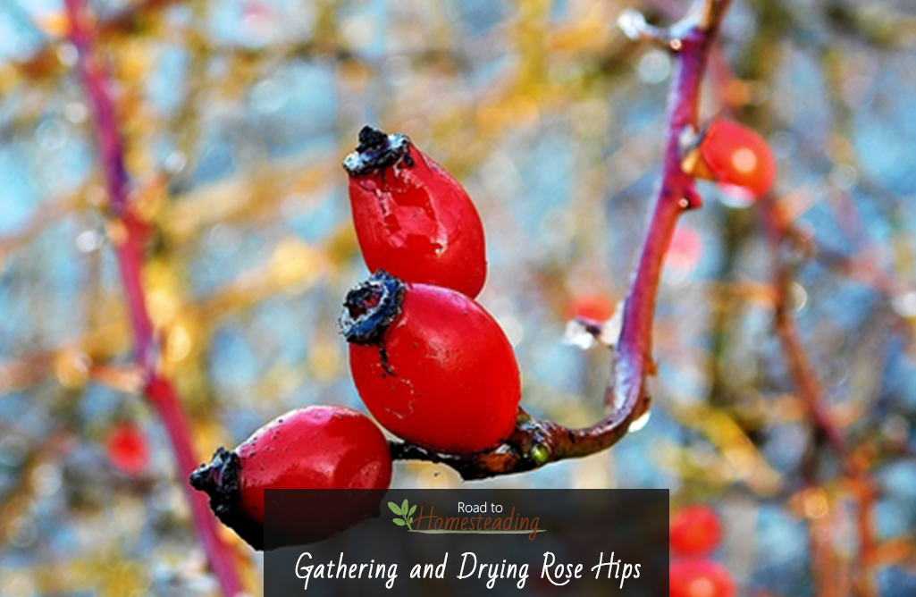 Gathering and Drying Rose Hips