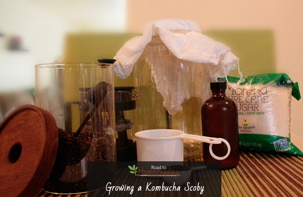 Growing a Kombucha Scoby