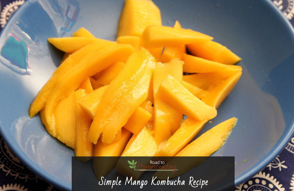 Simple Mango Kombucha