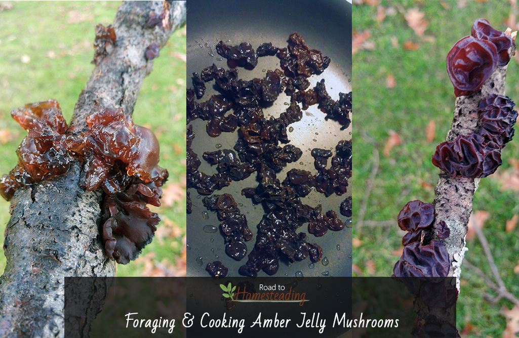 Foraging & Cooking Amber Jelly Mushrooms