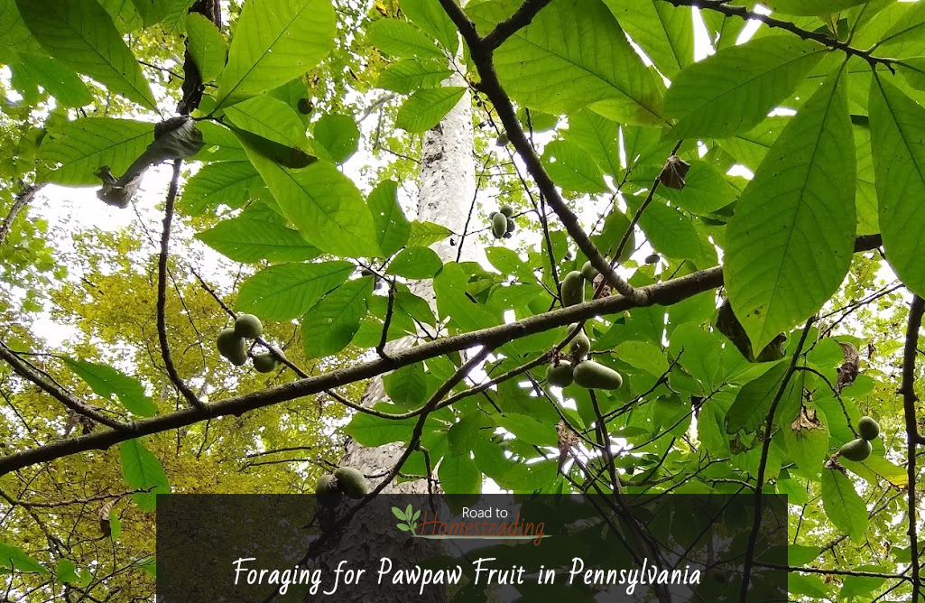 Foraging for Pawpaw Fruit in Pennsylvania