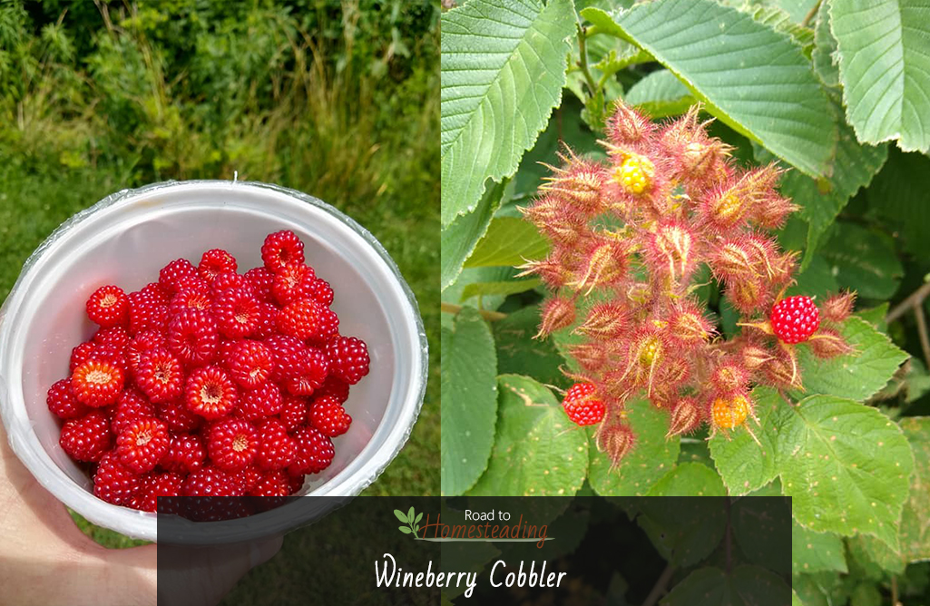 Wineberry Cobbler